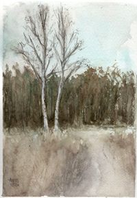 Berken bij Kootwijkerveen | Birches at Kootwijkerveen | Nov 2024