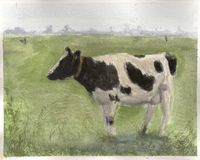 Koe bij Arkemheen | Cow at Arkemheen | Nov 2024