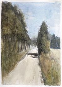 Pad met bomen in de zomer | Summer path with trees | 2024